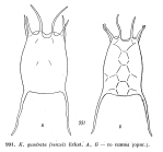 Keratella quadrata var. frenzeli