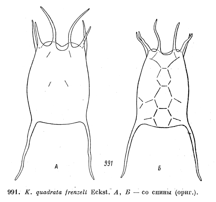 Keratella quadrata var. frenzeli Keratella quadrata var. frenzeli