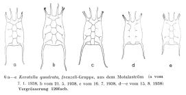 Keratella quadrata var. frenzeli