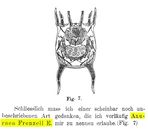 Keratella quadrata var. frenzeli - Original description image