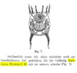 Keratella quadrata var. frenzeli - Original description image