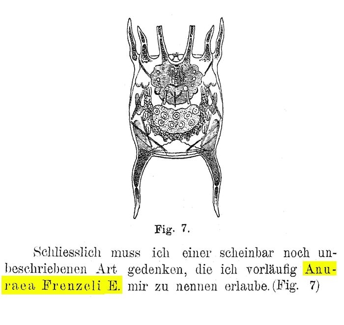 Keratella quadrata var. frenzeli - Original description image