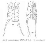 Keratella quadrata var. longispina