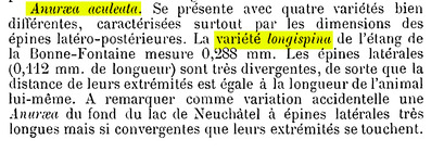 Keratella quadrata var. longispina - Original description image