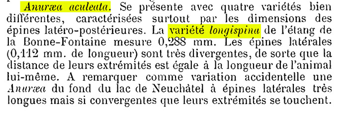 Keratella quadrata var. longispina - Original description image