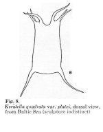 Keratella quadrata var. platei