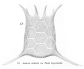 Keratella quadrata var. platei