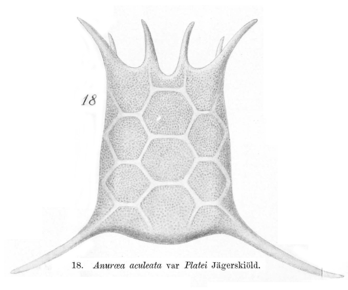 Keratella quadrata var. platei Keratella quadrata var. platei
