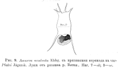 Keratella quadrata var. platei