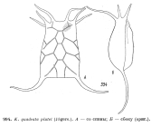 Keratella quadrata var. platei