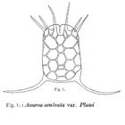 Keratella quadrata var. platei - Original description image