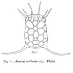 Keratella quadrata var. platei - Original description image