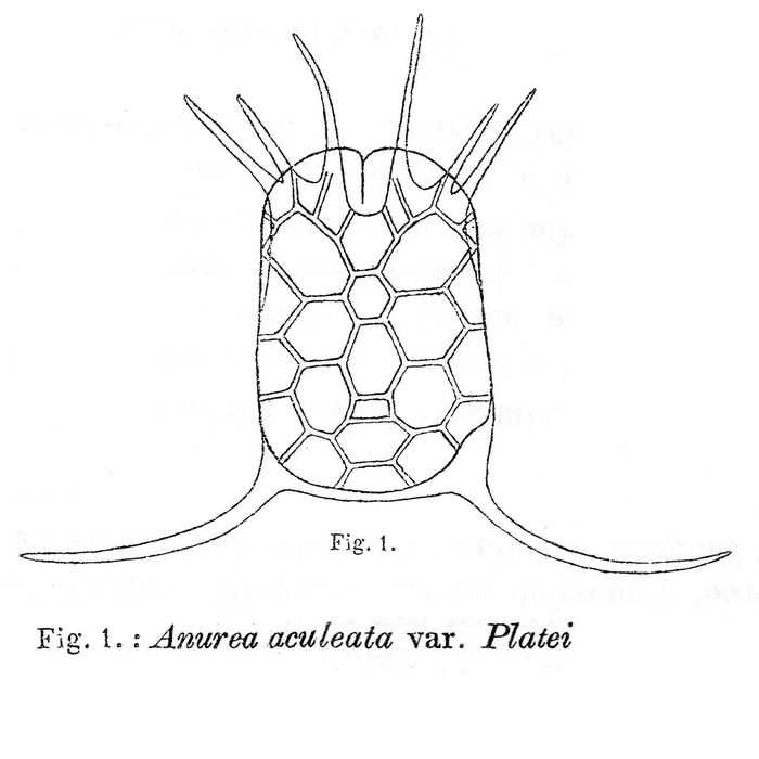 Keratella quadrata var. platei Keratella quadrata var. platei