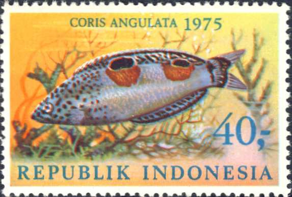 Coris angulata