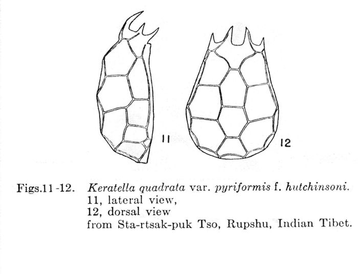 Keratella quadrata var. pyriformis f. hutchinsoni - Original description image