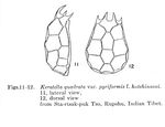 Keratella quadrata var. pyriformis f. hutchinsoni - Original description image