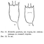 Keratella quadrata var. tropica f. reducta - Original description image