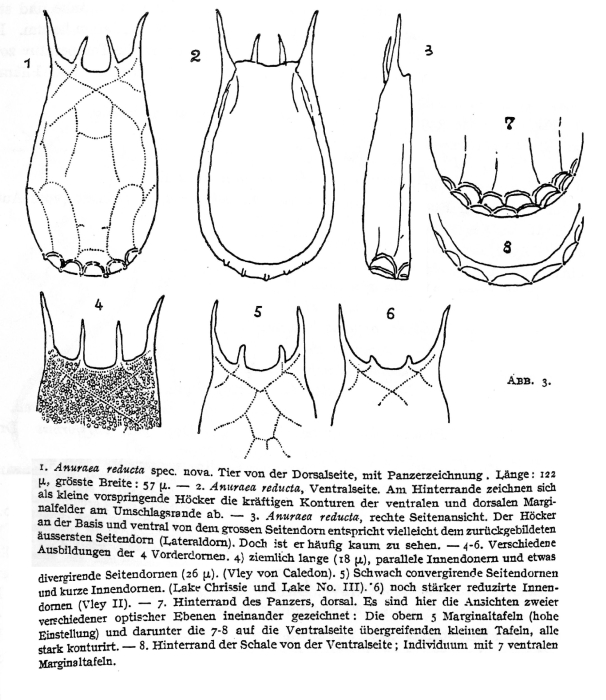Keratella reducta - Original description image