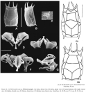 Keratella sancta