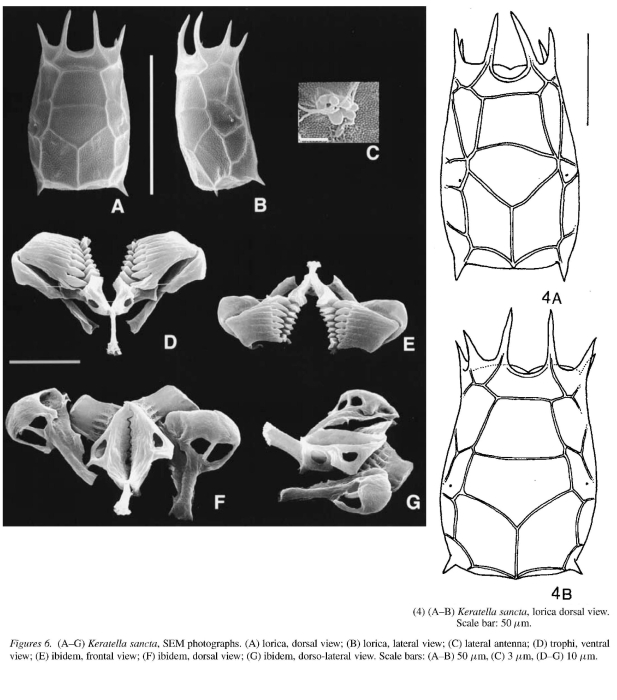Keratella sancta