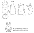 Keratella sancta