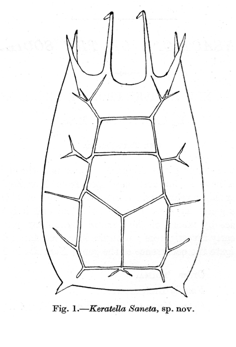 Keratella sancta - Original description image