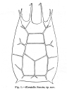 Keratella sancta