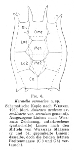 Keratella sarmatica - Original description image