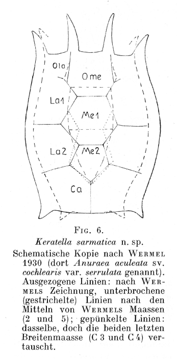 Keratella sarmatica - Original description image