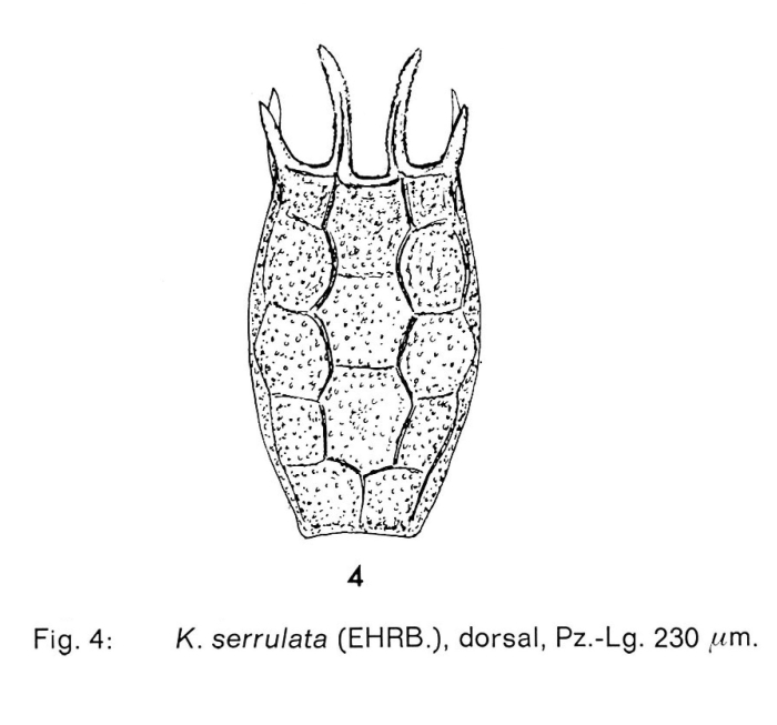 Keratella serrulata