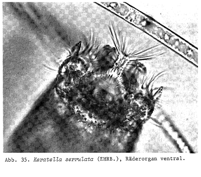 Keratella serrulata