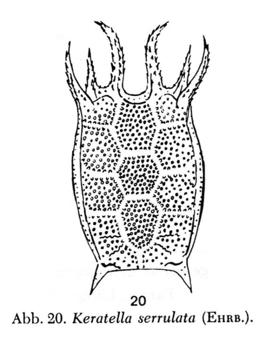Keratella serrulata