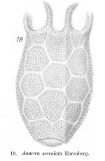Keratella serrulata
