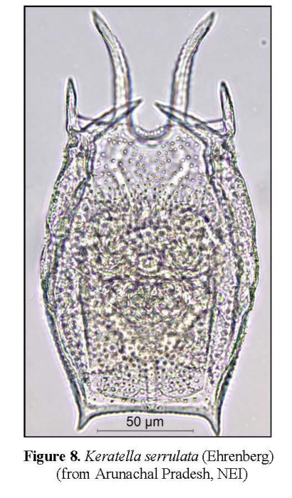 Keratella serrulata