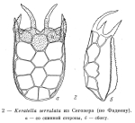 Keratella serrulata