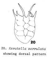 Keratella serrulata