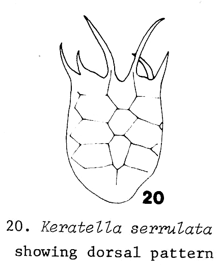 Keratella serrulata