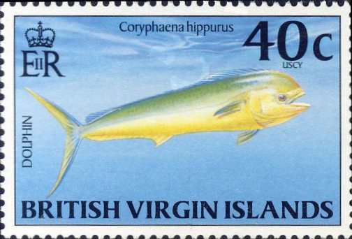 Coryphaena hippurus Coryphaena hippurus