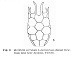 Keratella serrulata f. curvicornis