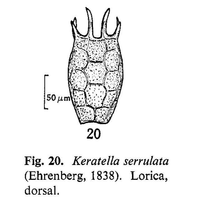 Keratella serrulata f. curvicornis