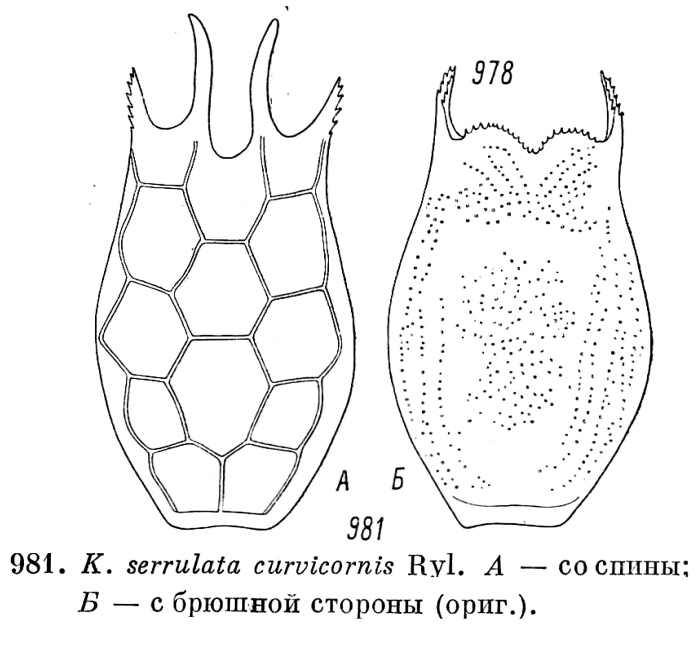 Keratella serrulata f. curvicornis