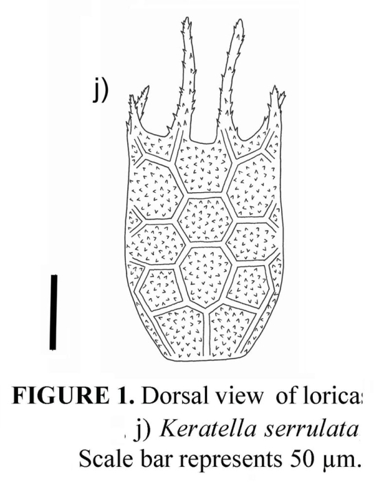 Keratella serrulata f. curvicornis