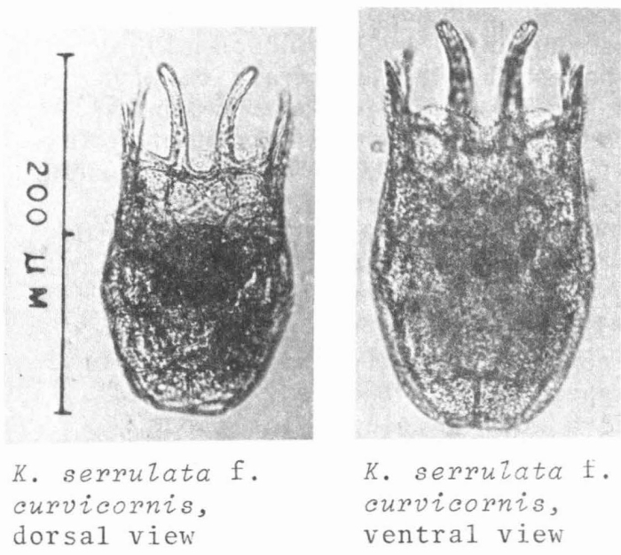 Keratella serrulata f. curvicornis