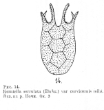 Keratella serrulata f. curvicornis - Original description image