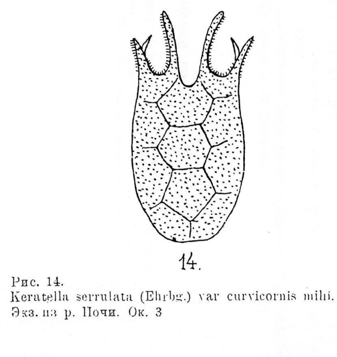 Keratella serrulata f. curvicornis - Original description image