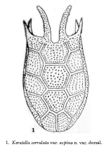 Keratella serrulata var. aspina - Original description image