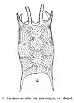 Keratella serrulata var. ehrenbergi - Original description image