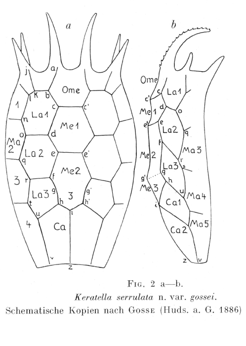 Keratella serrulata var. gossei - Original description image