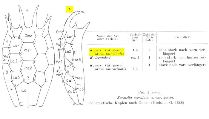 Keratella serrulata var. gossei f. bicarinalis - Original description image