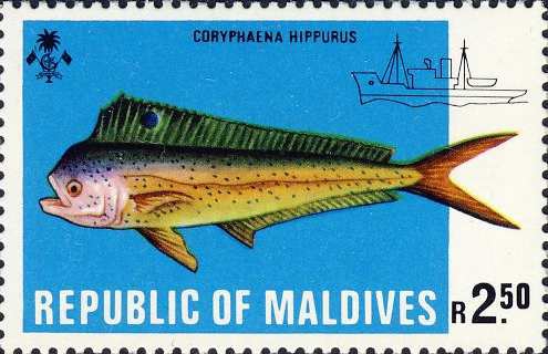 Coryphaena hippurus Coryphaena hippurus
